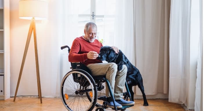 a senior on his wheelchair feeding his black labrador